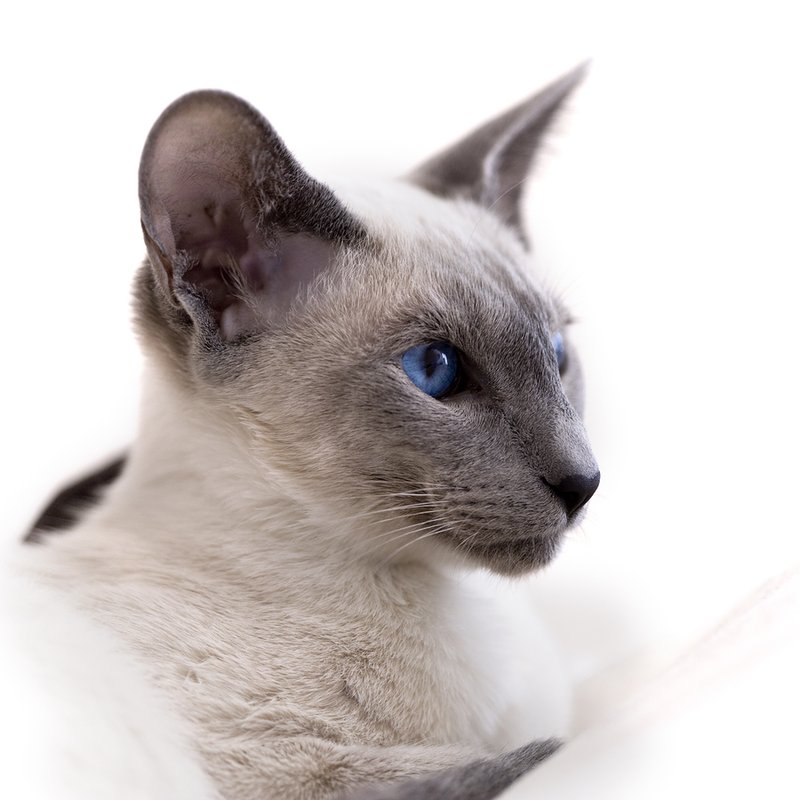 сиамская кошка косоглазие