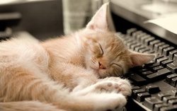 Кошки продлевают жизнь