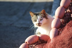 Саймон –