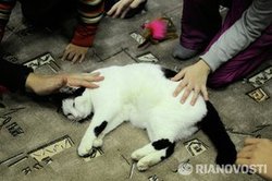 Кафе с котами