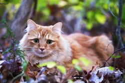 Как выбрать кошку? Советы и рекомендации