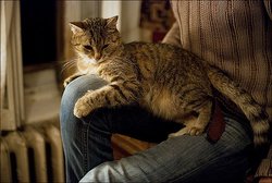 Почему кошки любят сидеть на руках хозяина?