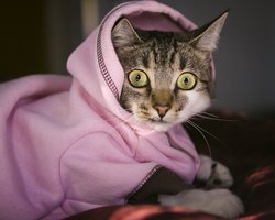 Для чего кошкам покупают одежду?