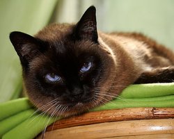 Аллергия у сиамской кошки