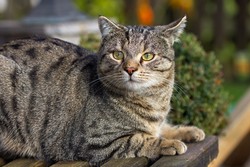 Кошка боится чужих людей. Кошачья ксенофобия.