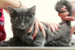 Как измерить температуру у кошки?