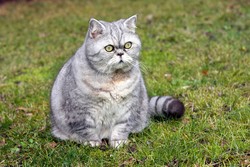 С кем оставить кошку на время отпуска?