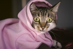 Кошки, прославившиеся на весь интернет