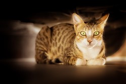 Благоприятные породы кошек для семейной пары