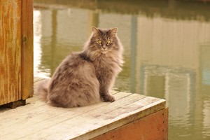 Почему кошки боятся воды?