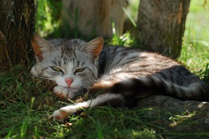 Кошка – независимое и свободолюбивое животное