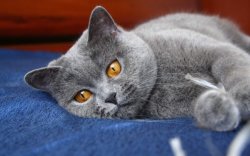 Русская голубая кошка