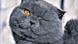 Окрасы британских кошек