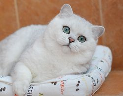 Британские шиншиллы кошки