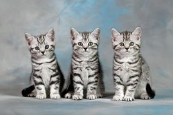 Окрас табби у британских кошек