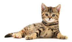 Окрас табби у британских кошек