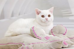 Окрасы британских кошек