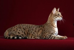 Самые дорогие породы домашних кошек
