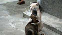 Отличие кошек от собак
