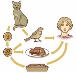 Токсоплазмоз у кошек – опасное заболевание