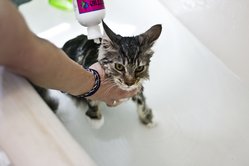 Как искупать кошку?