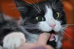 Почему котенок кусается?