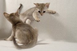 Как помочь вашему котенку стать общительным?