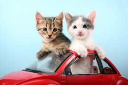 Как кошки и коты переносят переезд?