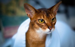 Абиссинская кошка