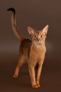 Абиссинская кошка