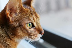 Абиссинская кошка