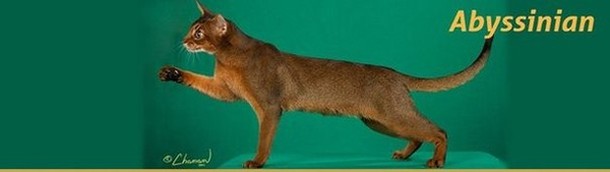 Абиссинская кошка