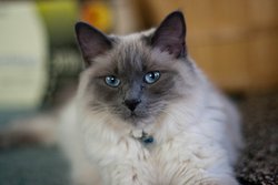 Балинезийская кошка