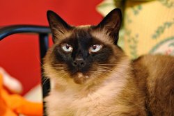 Балинезийская кошка