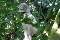 Балинезийская кошка