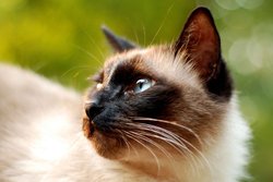 Балинезийская кошка