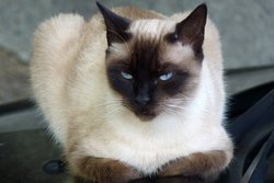 Балинезийская кошка
