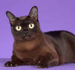 Бурманская кошка