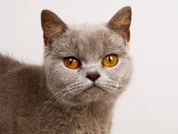 Бурманская кошка