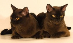 Бурманская кошка