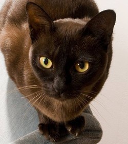 Бурманская кошка