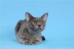 Бурманская кошка