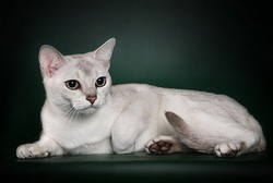 Бурмилла