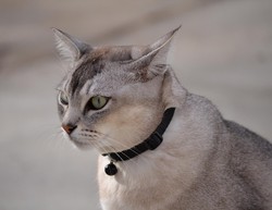 Бурмилла