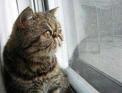 Экзотическая кошка, экзот