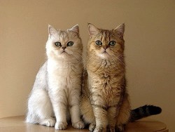 Экзотическая кошка, экзот