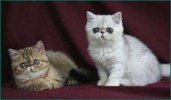 Экзотическая кошка, экзот