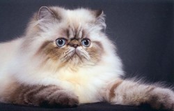 Экзотическая кошка, экзот