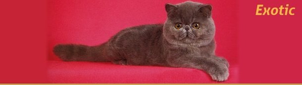 Экзотическая кошка, экзот