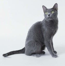 Корат